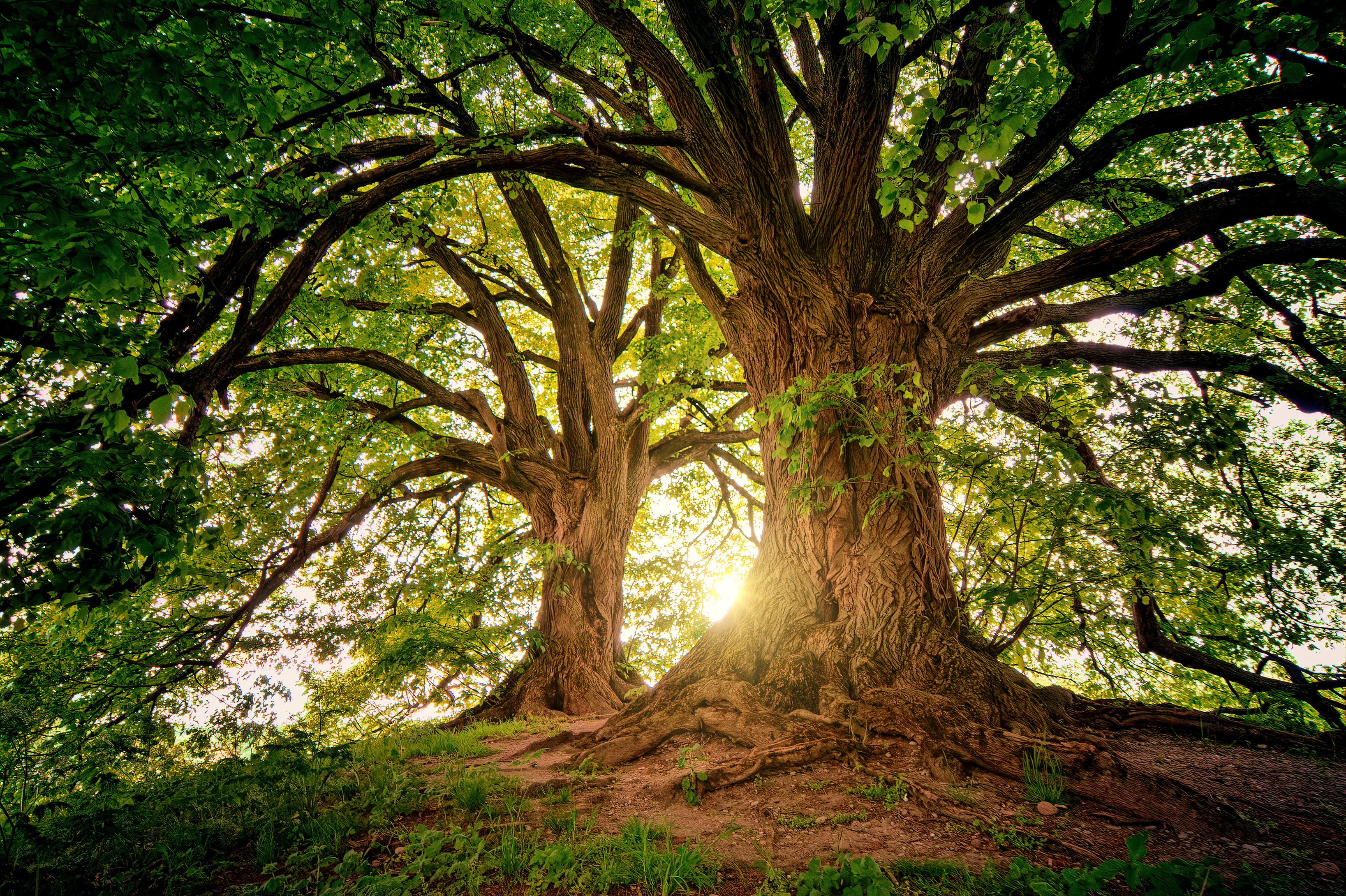 Two Brown Trees